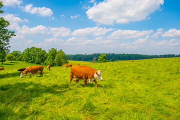 Wall Mural - Cows in a green hilly meadow under a blue sky in sunlight in summer, Voeren, Limburg, Belgium, June, 2024