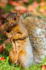 Poster - Enchanting beauty: A charming squirrel captured in its natural grace and curiosity.