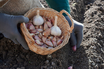 Cloves of garlic in wicker basket in worker’s hands, worker is planting cloves of garlic in ground in autumn time, preparing for growing homegrown garlic 