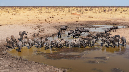 Wall Mural - Herd of Zebras drinking at the Olifantsrus camp in Etosha National Park, Namibia