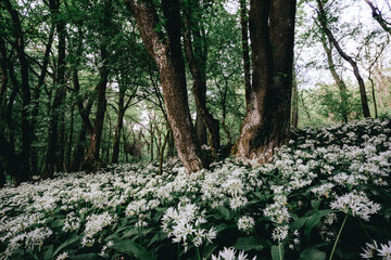 Wall Mural - White flowers surrounded by lush foliage in a forest setting