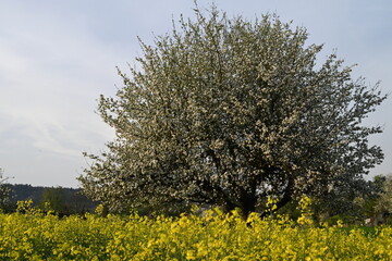 Sticker - Tree in a field with yellow flowers in the foreground