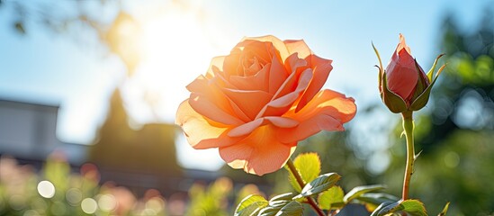 Aufkleber - On a sunny day there is a beautiful rose blooming in the garden providing ample space for adding text