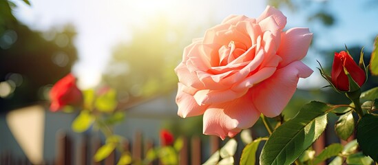 Aufkleber - On a sunny day there is a beautiful rose blooming in the garden providing ample space for adding text