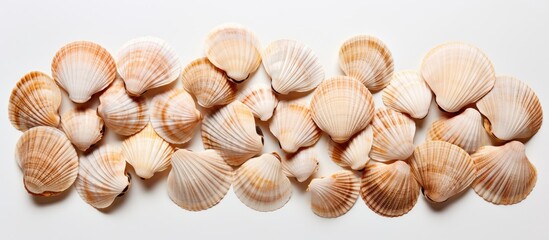 Canvas Print - The image features cockle shells arranged against a blank background leaving ample space for text or visuals