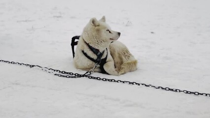 Wall Mural - A white dog is laying in the snow with a chain around its neck