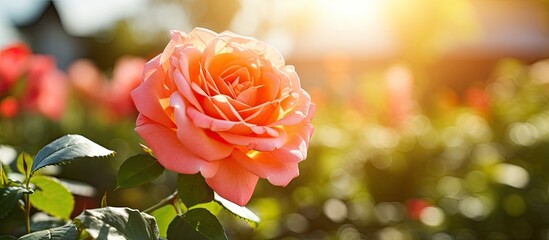 Aufkleber - On a sunny day there is a beautiful rose blooming in the garden providing ample space for adding text