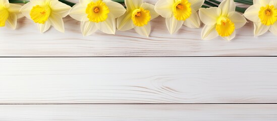 Aufkleber - Light yellow daffodils contrast beautifully against a white wooden background in this captivating copy space image
