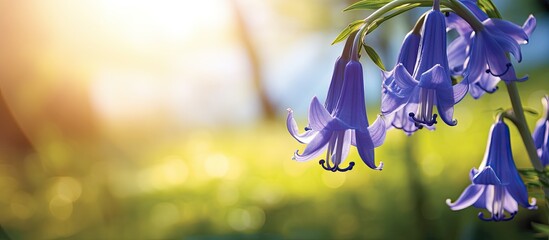 Wall Mural - The vibrant blue bell is a stunning flower that blossoms gracefully in a sunlit glade offering a captivating copy space image
