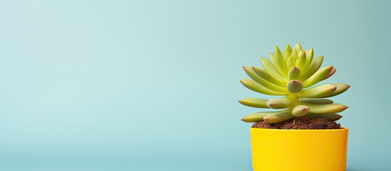 Poster - Bright yellow banner with a succulent in a pot providing a large copy space image