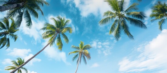 Poster - The captivating view showcases coconut palm trees in all their beauty offering a unique perspective and leaving plenty of copy space in the image