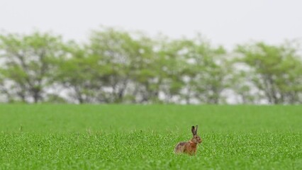 Wall Mural - European hare Lepus europaeus, also known as the brown hare in the wild. The hare is standing on the field, running away. Slow motion.