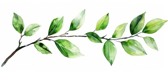 Wall Mural - Watercolor Branch with Green Leaves.