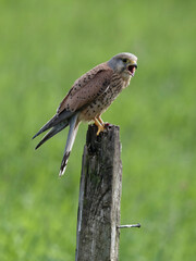 Poster - Kestrel, Falco tinnunculus,