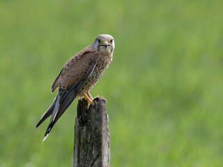 Poster - Kestrel, Falco tinnunculus,