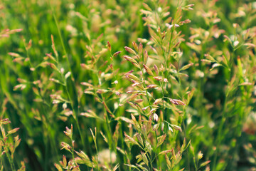 Flowering grasses that are the cause of many allergies. Green grass Close up. copy space for pollen allergy season