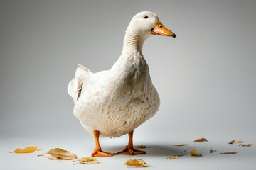 Wall Mural - A duck on a solid color background