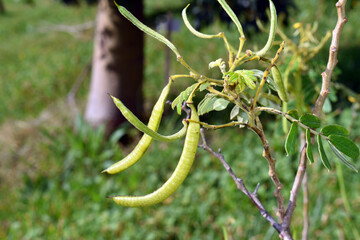 Canvas Print - Fruits of the glandular senna (Senna multiglandulosa)