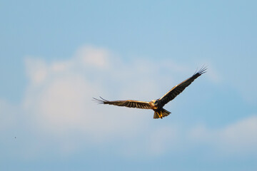 Wall Mural - Flying bird of prey. Western Marsh Harrier. Circus aeruginosus