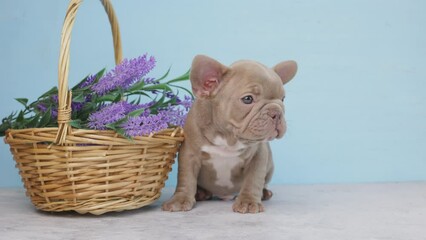 Wall Mural - a French bulldog puppy on a blue background with a basket and spring flowers