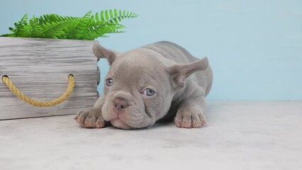 Wall Mural - a French bulldog puppy on a blue background with a basket and spring flowers