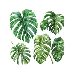 Canvas Print - Large hand drawn watercolor tropical plants set, monstera on an isolated white background, watercolor vector illustration