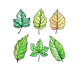 Wall Mural - Hand drawn vector illustrations of 8 green leaves