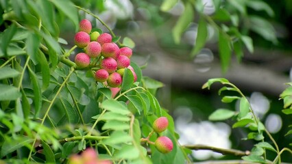 Sticker - close up of curry leaves fruits. curry leaf tree plant