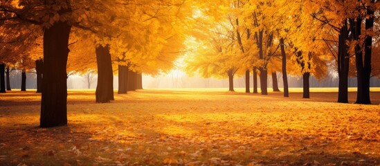 Aufkleber - Vibrant autumn scenery: yellow trees under the sun with colorful park foliage and leaves falling in the background; perfect for a copy space image.