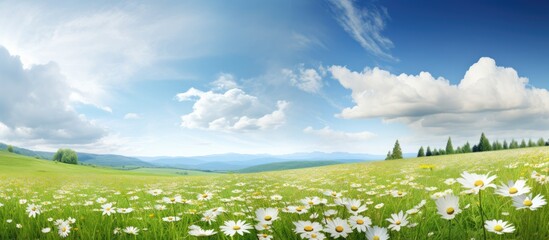 Poster - Sunny weather illuminates a meadow adorned with white daisies and wildflowers, offering a panoramic view with copy space image.