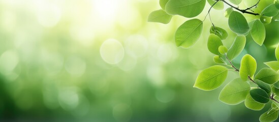 Poster - Nature abstract background of fresh green leaves with blurred green bokeh from a tree, ideal for product display or advertising on social media with a spring or summer theme - copy space image.