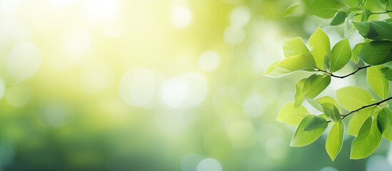Poster - Nature abstract background of fresh green leaves with blurred green bokeh from a tree, ideal for product display or advertising on social media with a spring or summer theme - copy space image.