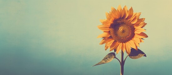 Poster - Vintage-style sunflower with retro filter effect on a copy space image.