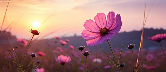 Cosmos flower facing the sunrise in an open field, with a prominent copy space image visible.