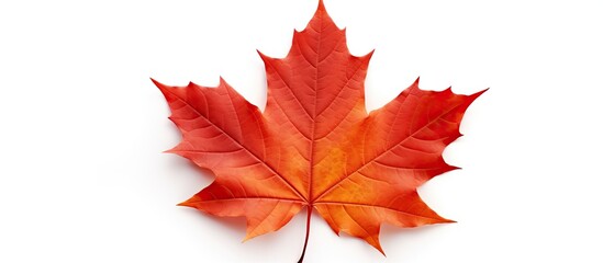 Fototapete - Autumn maple leaf isolated on white background with shadows, clipping path included for isolation, copy space image.