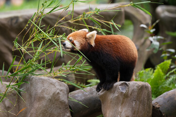 Sticker - Red panda at the zoo