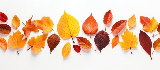 Aufkleber - Autumn leaves arranged on a white background creating a flat lay composition with copy space image.