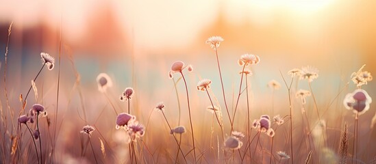 Poster - Vintage fall flowers in a scenic meadow during early sunny morning, creating a colorful and magical background landscape with copy space image.