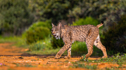 Wall Mural - Iberian Lynx, Lynx pardinus, Mediterranean Forest, Castilla La Mancha, Spain, Europe