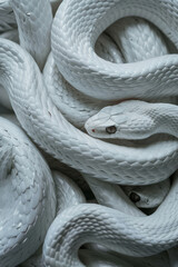 Wall Mural - Close up of snakes tangled together. Chinese new year 2025 background. Year of the snake