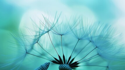 Wall Mural - Close up of delicate dandelion seed with soft blue sky background, emphasizing intricate texture