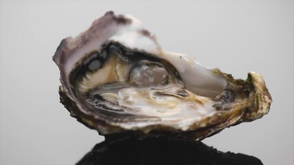 Wall Mural - Oyster on grey background, one French open oyster rotating. Healthy sea food. Fresh Oyster, dinner in restaurant. Gourmet food. Sea food, Slow motion