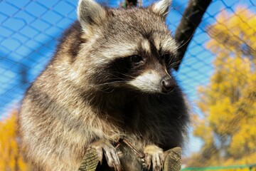 Raccoon in a zoo with a clear blue sky and autumn foliage in the background. Romania