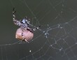 © Wirestock - Close-up of a barn spider in its web with a blurred background