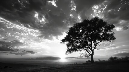 Poster - A tree stands alone in a field with a cloudy sky in the background