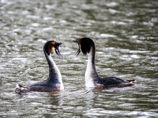 Wall Mural - Great Crested Grebe Mirroring During Courtship