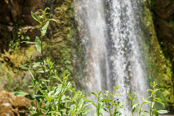 waterfall in the forest