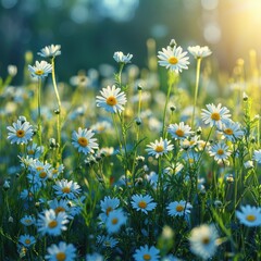 Wall Mural - A field of chamomile flowers in bloom. 