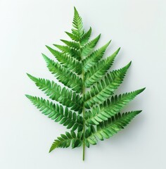 Wall Mural - A close-up of a fern leaf against a white background.