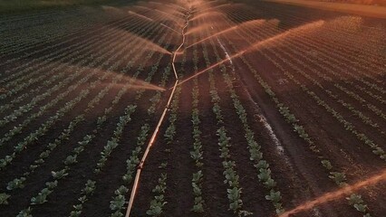 Wall Mural - Aerial view drone shot of irrigation system on agricultural cabbage field at sunset helps to grow plants in the dry season. Beautiful sunny landscape rural scene